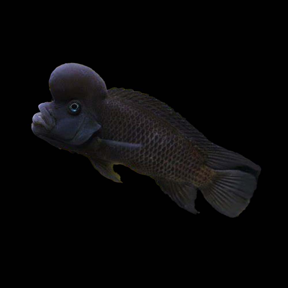 Buffalo Head Cichlid