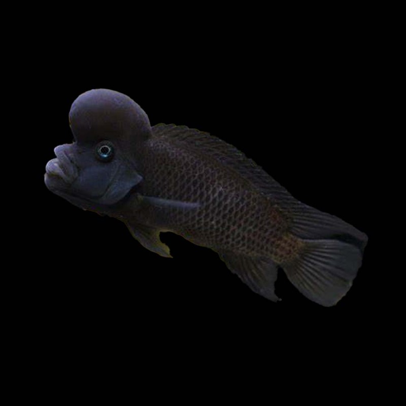 Buffalo Head Cichlid