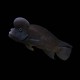 Buffalo Head Cichlid