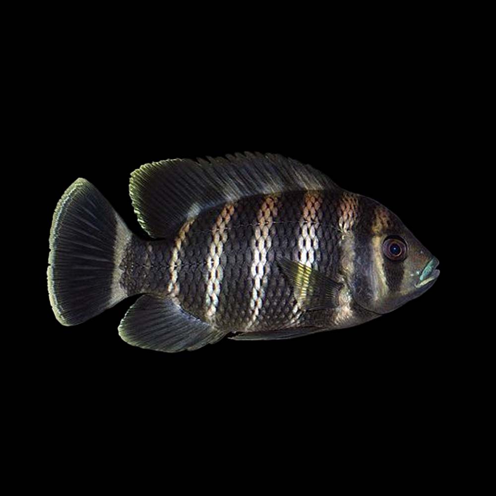 Buttikoferi Cichlid
