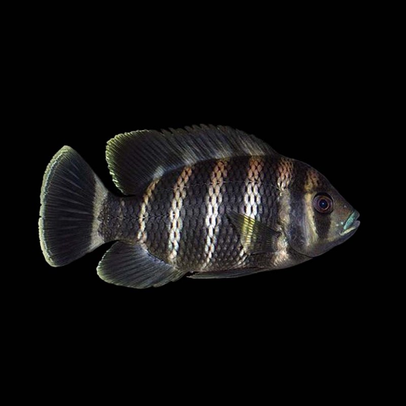 Buttikoferi Cichlid