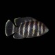 Buttikoferi Cichlid