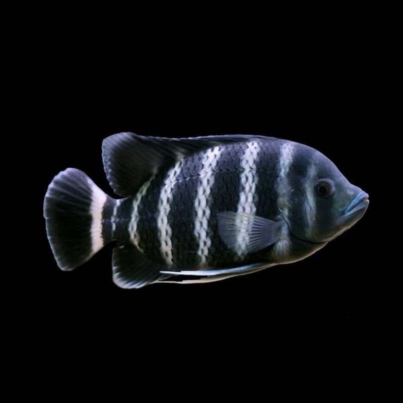Buttikoferi Cichlid