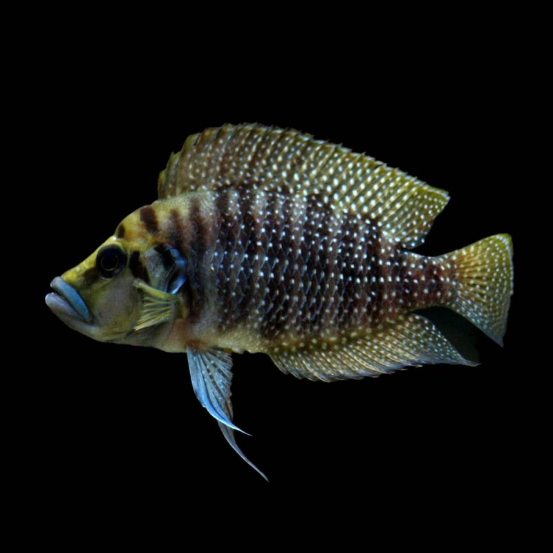 Calvus Cichlid