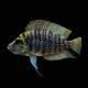 Calvus Cichlid