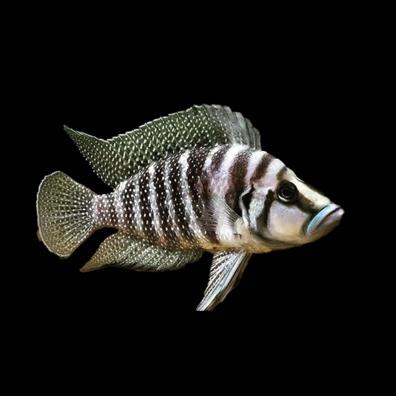 Calvus Cichlid