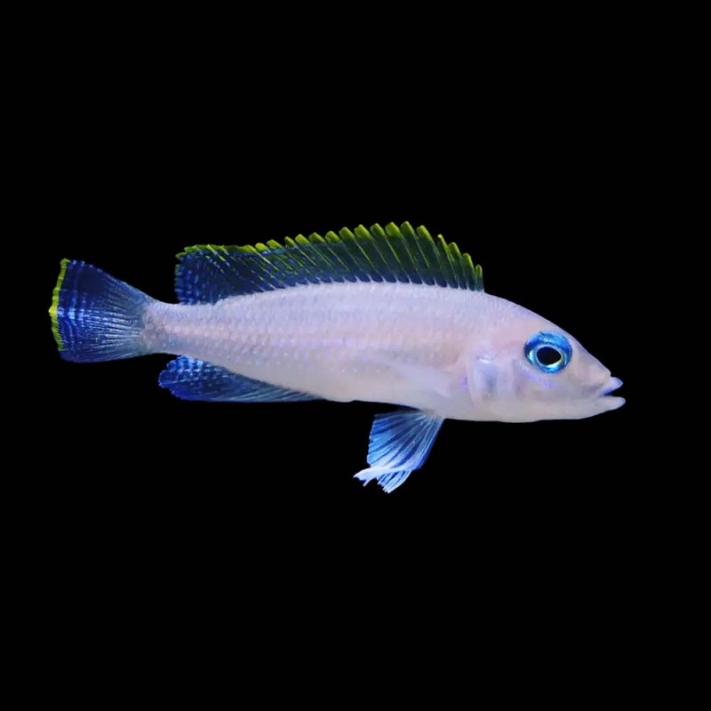 Caudopunctatus Cichlid