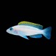 Caudopunctatus Cichlid