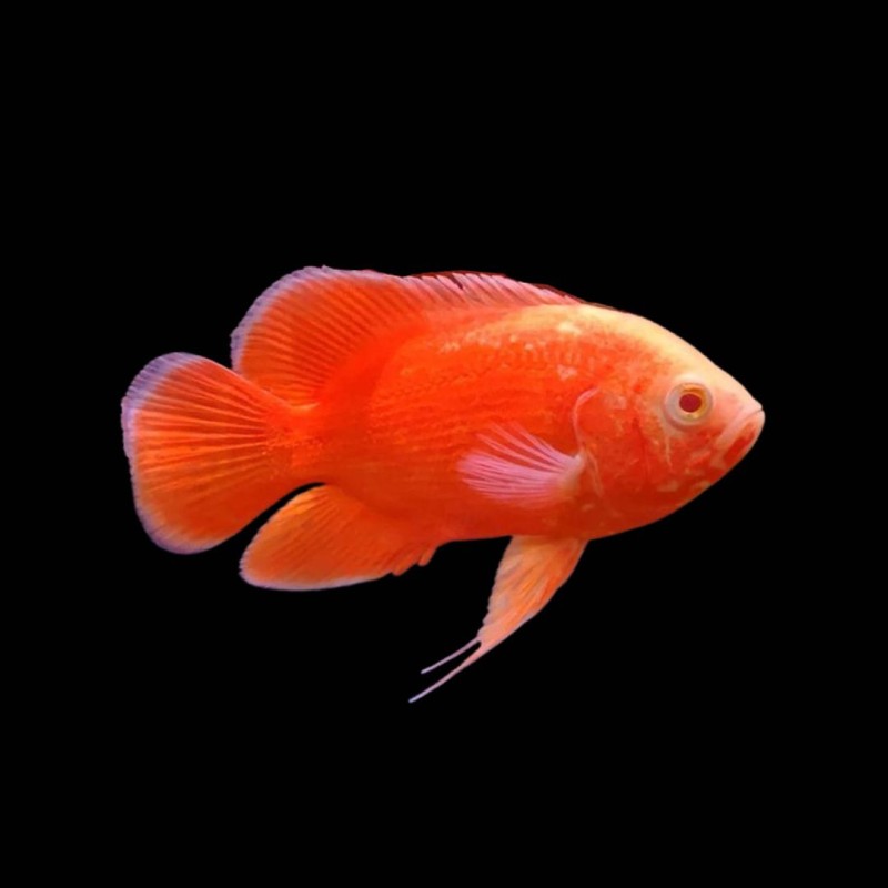 Chilli Red Oscar