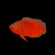 Chilli Red Oscar