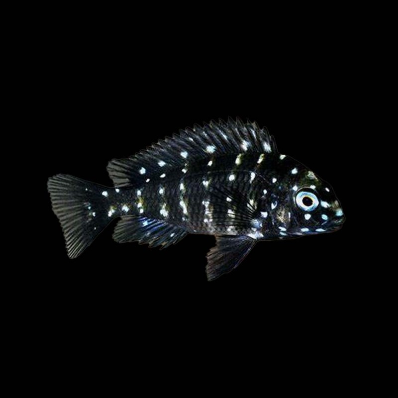 Duboisi Cichlid