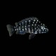 Duboisi Cichlid