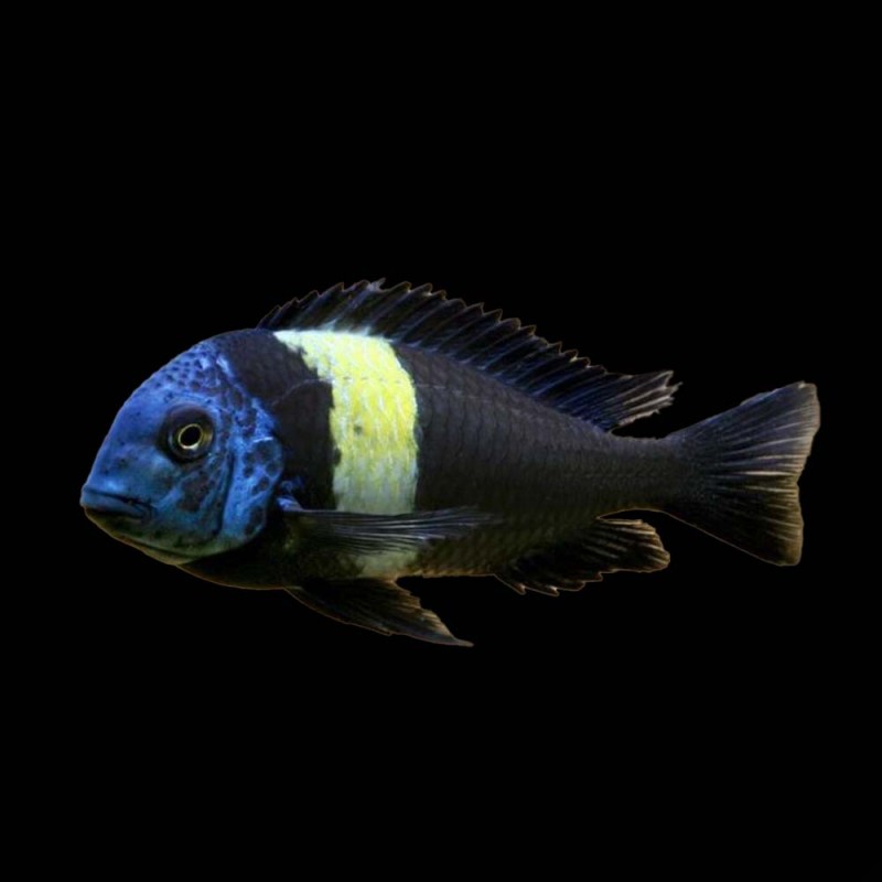 Duboisi Cichlid