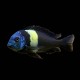 Duboisi Cichlid
