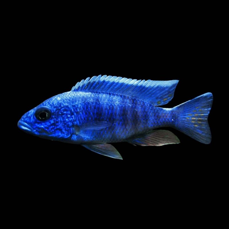 Electric Blue Cichlid