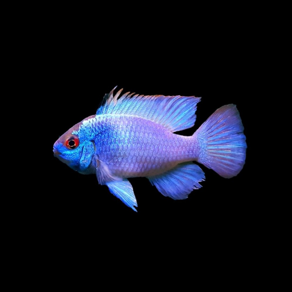Electric Blue Ram