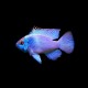 Electric Blue Ram