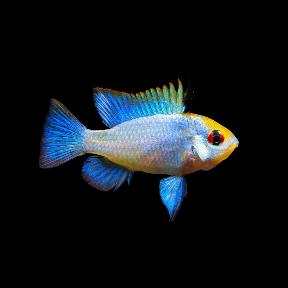 Electric Blue Ram