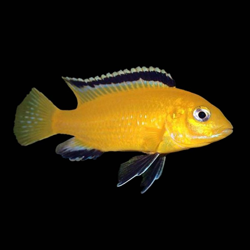 Electric Yellow Cichlid