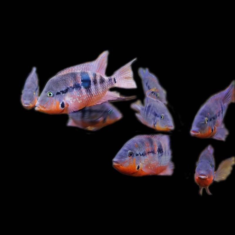 Firemouth Cichlid