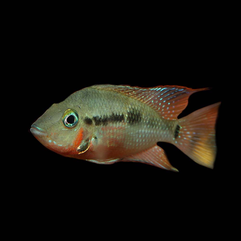 Firemouth Cichlid