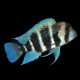 Frontosa Cichlid