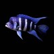 Frontosa Cichlid