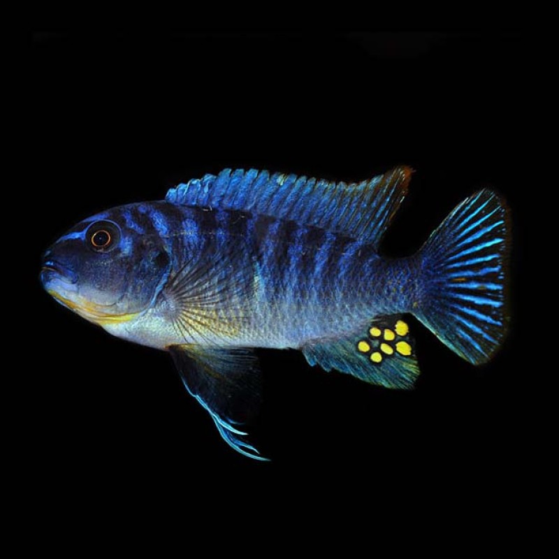 Fuelleborni Cichlid