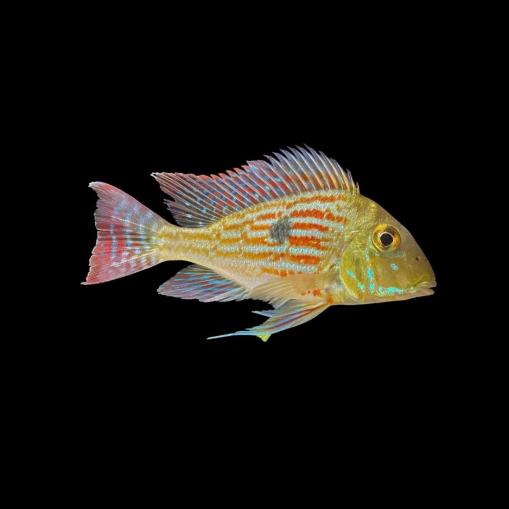 Geophagus sveni- Small