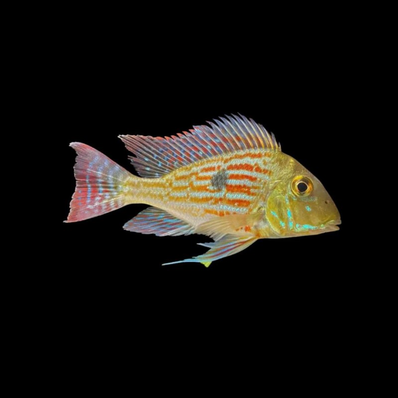 Geophagus sveni- Small