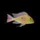 Geophagus sveni- Small