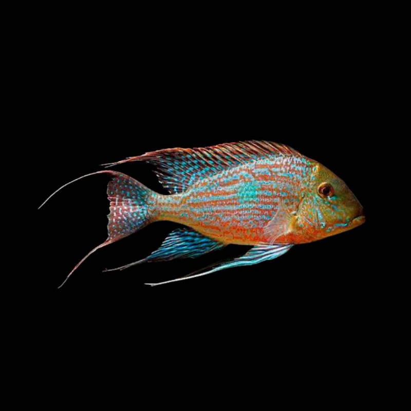 Geophagus sveni- Small