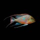 Geophagus sveni- Small
