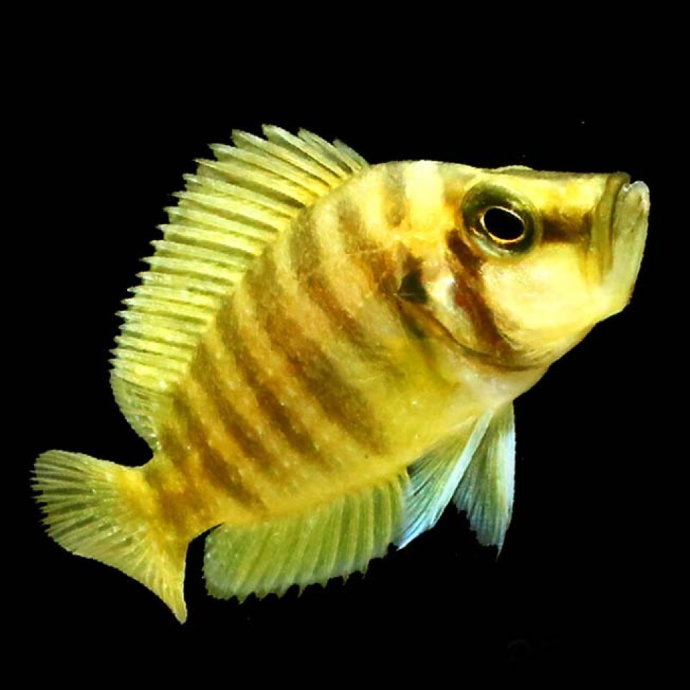 Gold Head Compressicep Cichlid
