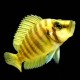 Gold Head Compressicep Cichlid