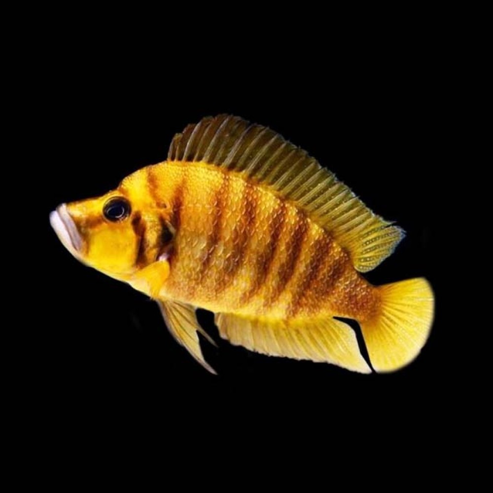 Gold Head Compressicep Cichlid