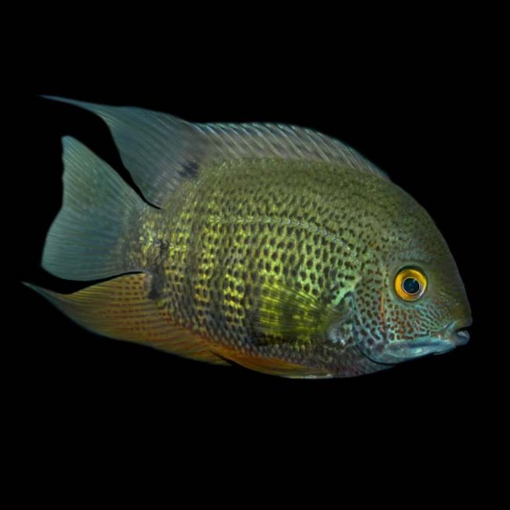 Green Severum