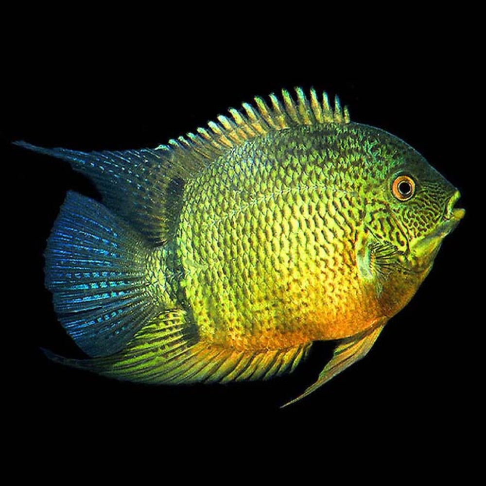 Green Severum