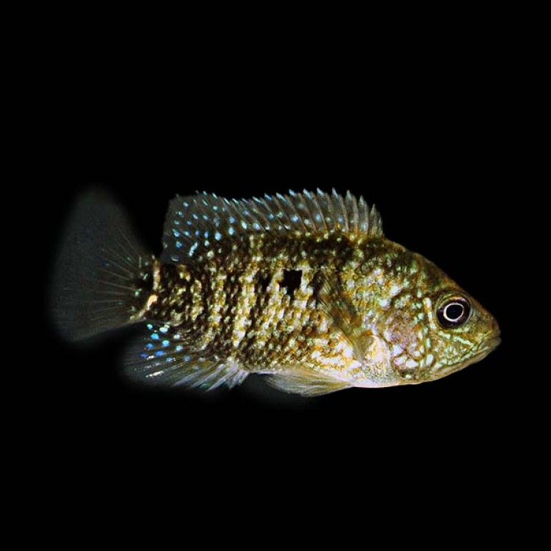 Green Texas Cichlid