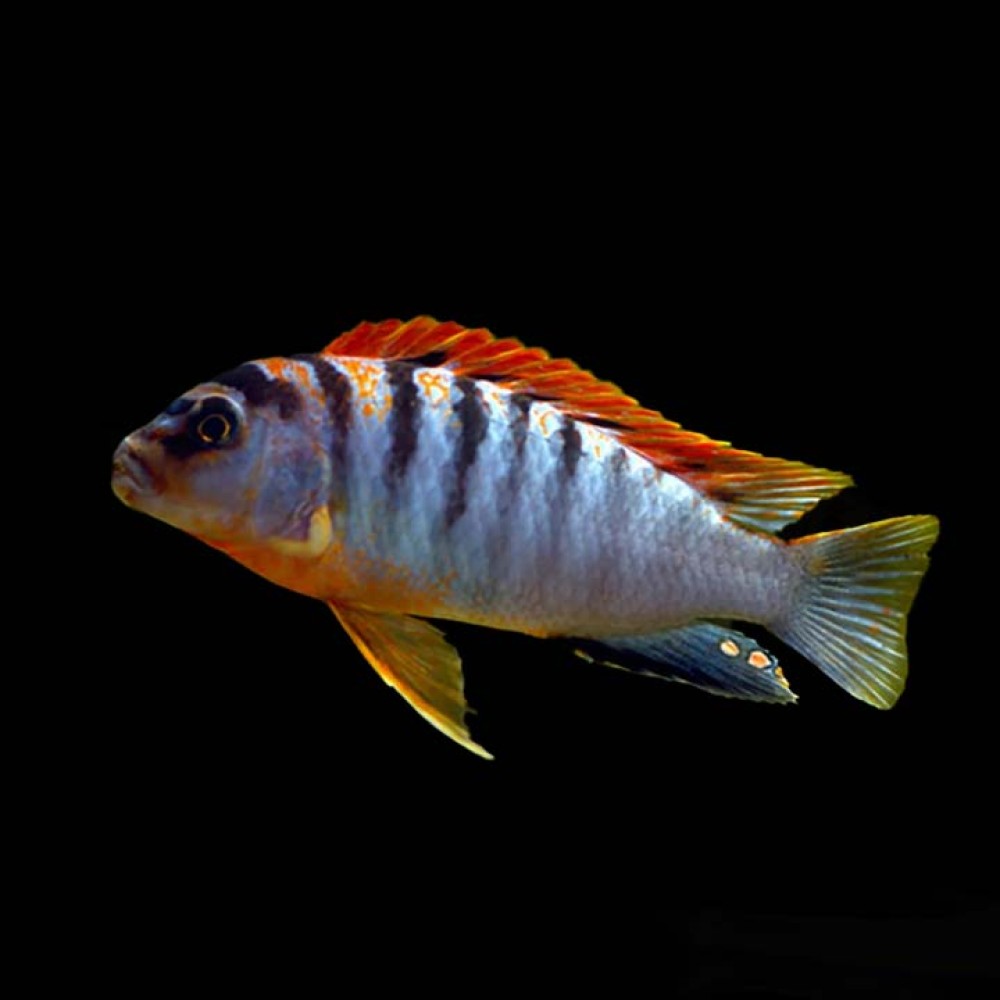 Hongi Red Top Cichlid