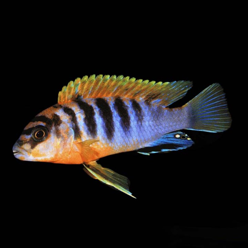 Hongi Red Top Cichlid