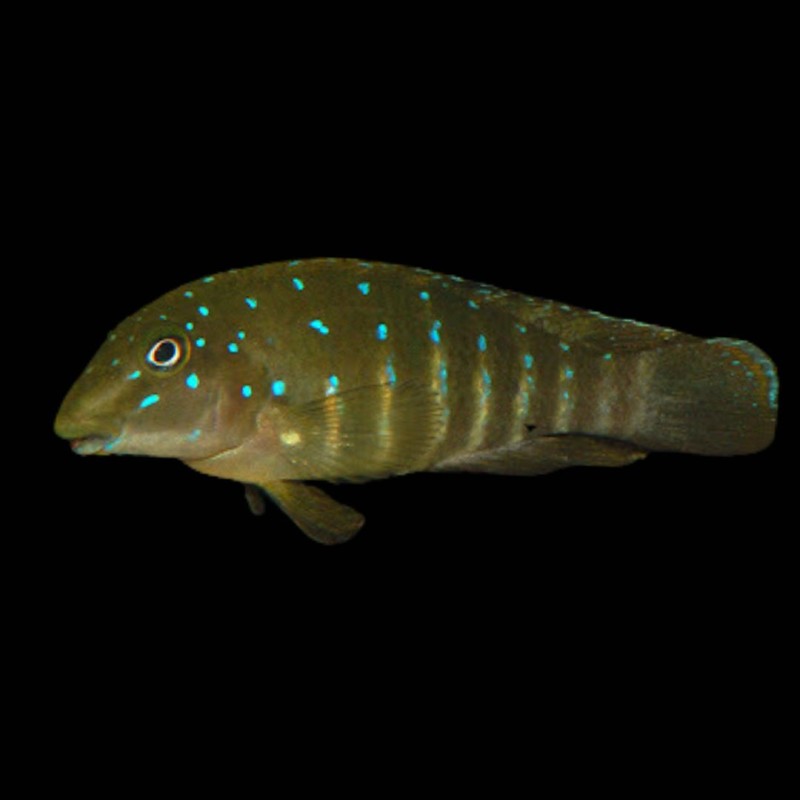 Jeweled Goby Cichlid