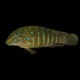 Jeweled Goby Cichlid