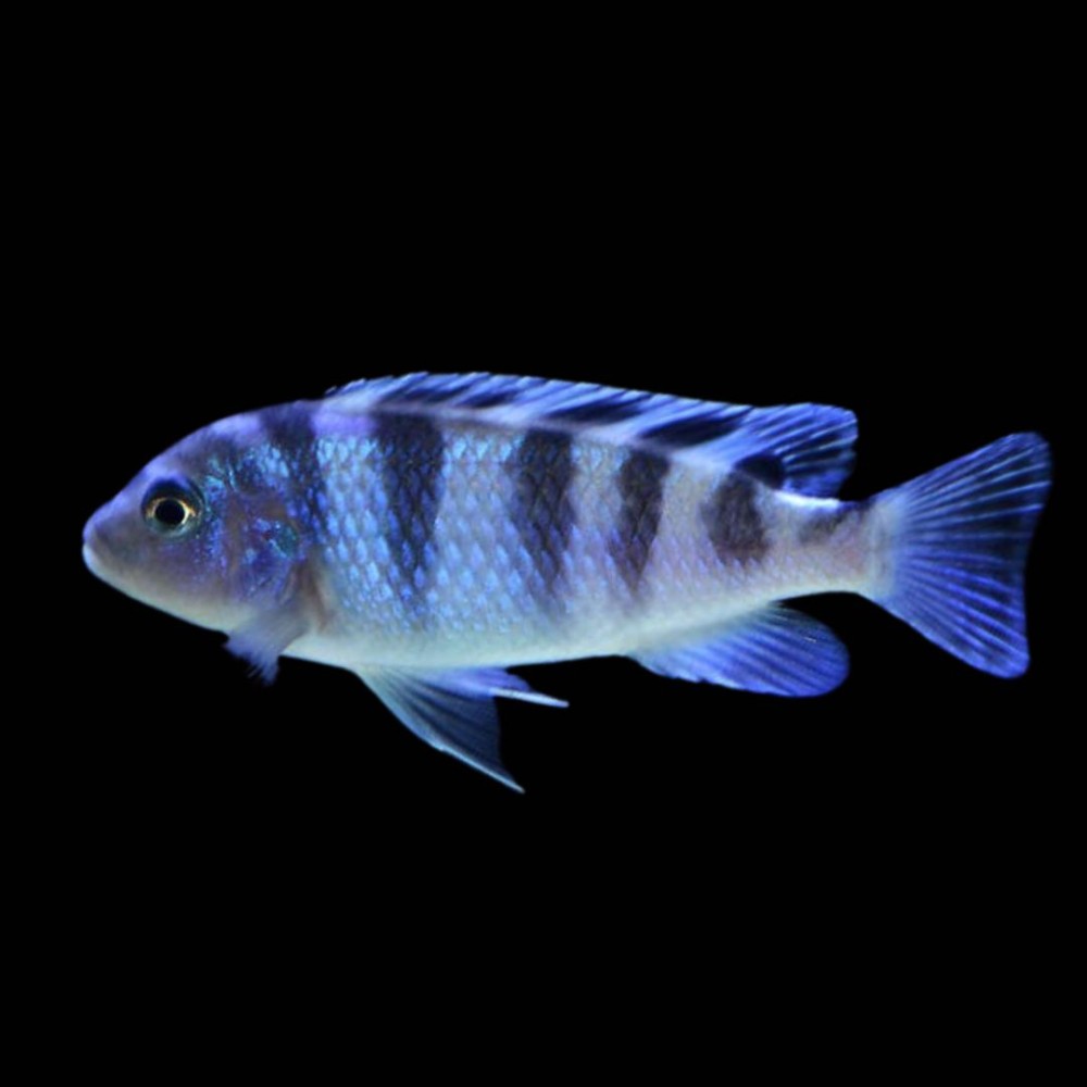 Kenyi Cichlid