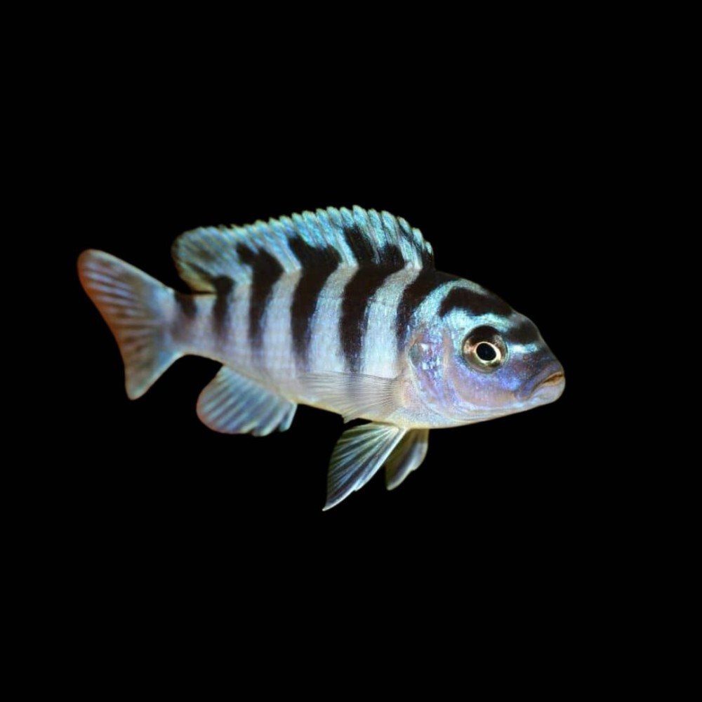 Kenyi Cichlid