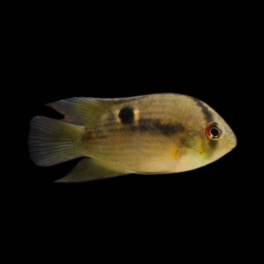 Keyhole Cichlid