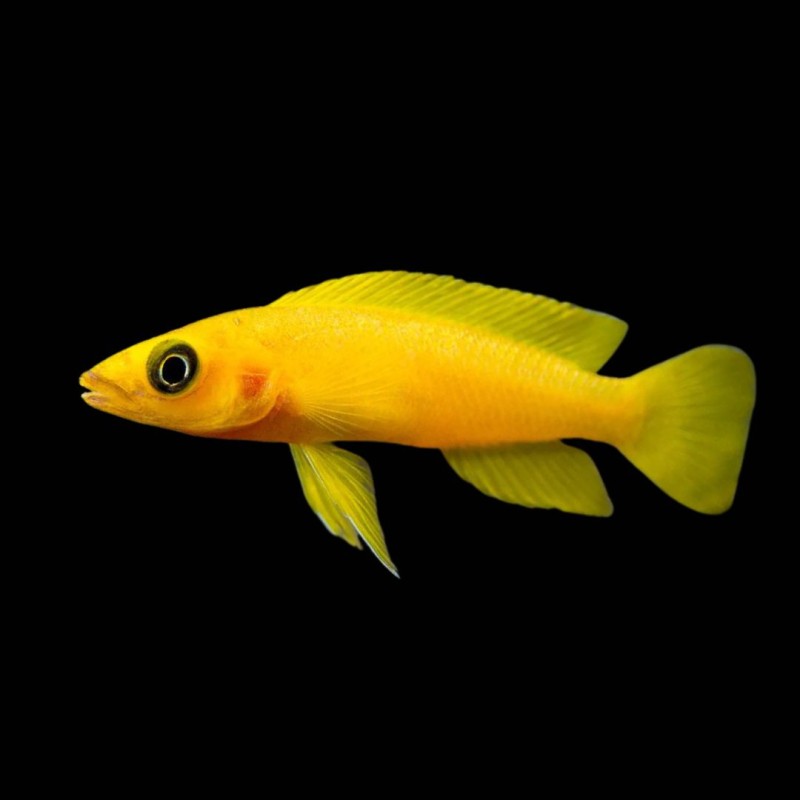 Leleupi Cichlid