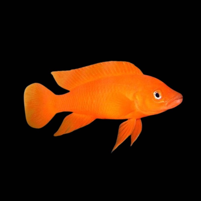 Leleupi Cichlid