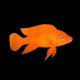Leleupi Cichlid