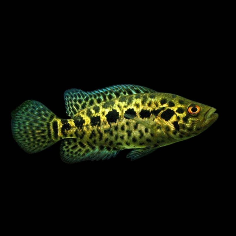 Managuense Cichlid
